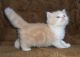 Munchkin Cats for sale in Phoenix, AZ 85045, USA. price: NA