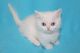 Munchkin Cats for sale in Portland, OR 97214, USA. price: NA