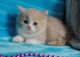 Munchkin Cats for sale in Sacramento, CA 94237, USA. price: NA