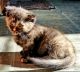 Munchkin Cats for sale in Thomasville, NC 27360, USA. price: $1,000