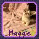 Munchkin Cats for sale in Hudson, FL 34667, USA. price: $800