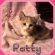 Munchkin Cats for sale in Hudson, FL 34667, USA. price: $850