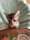 Munchkin Cats for sale in Thomasville, NC 27360, USA. price: $1,400