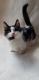 Munchkin Cats for sale in 111 Conner Rd, Anacoco, LA 71403, USA. price: $950
