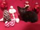 Munchkin Cats for sale in Dothan, AL, USA. price: $500