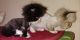 Munchkin Cats for sale in Secane, Upper Darby, PA 19018, USA. price: $1