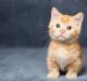 Munchkin Cats for sale in Long Beach, CA, USA. price: NA
