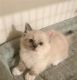 Munchkin Cats for sale in Indianapolis, IN, USA. price: $500