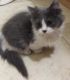 Munchkin Cats for sale in Spring Mill, KY 40228, USA. price: $500