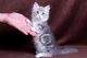 Munchkin Cats for sale in Lansing, MI 48930, USA. price: NA