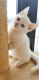 Munchkin Cats for sale in New Orleans, LA 70121, USA. price: NA