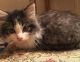 Munchkin Cats for sale in Minneapolis, MN 55442, USA. price: $500