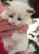 Munchkin Cats for sale in Jackson, MS 39206, USA. price: $500