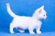 Munchkin Cats for sale in Chicago, IL 60613, USA. price: $500