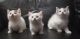 Munchkin Cats for sale in Benton Harbor, MI, USA. price: $850