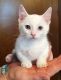 Munchkin Cats for sale in Benton Harbor, MI, USA. price: $850