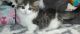 Munchkin Cats for sale in Huntsville, AL 35812, USA. price: NA