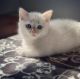 Munchkin Cats for sale in Cleveland, OH, USA. price: NA