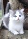 Munchkin Cats for sale in Kansas City, MO 64126, USA. price: NA