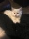 Munchkin Cats for sale in Denver, CO 80208, USA. price: $500