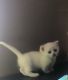 Munchkin Cats for sale in Austin, TX, USA. price: NA