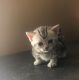 Munchkin Cats for sale in Greensboro, NC, USA. price: $400