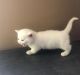 Munchkin Cats for sale in Kansas City, MO, USA. price: $400