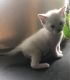 Munchkin Cats for sale in Columbus, OH, USA. price: $400