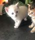 Munchkin Cats for sale in Fargo, ND, USA. price: $400