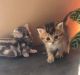 Munchkin Cats for sale in Richmond, VA, USA. price: $400