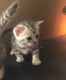 Munchkin Cats for sale in Milwaukee, WI, USA. price: $400