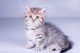 Munchkin Cats for sale in Manchester, NH, USA. price: $400