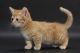 Munchkin Cats for sale in Jackson, MS, USA. price: NA