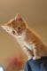 Munchkin Cats for sale in Portland, ME, USA. price: $400