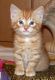 Munchkin Cats for sale in Providence, RI, USA. price: $400