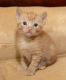 Munchkin Cats for sale in Charleston, WV, USA. price: NA