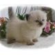 Munchkin Cats for sale in New York, IA 50238, USA. price: NA