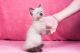 Munchkin Cats for sale in Old Philadelphia Pike, Bethlehem, PA 18015, USA. price: $500