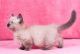 Munchkin Cats for sale in West Hartford, CT, USA. price: $500