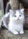 Munchkin Cats for sale in Palm Springs, CA, USA. price: NA