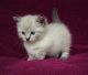 Munchkin Cats for sale in Mobile, AL 36652, USA. price: NA
