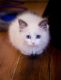 Munchkin Cats for sale in Anchorage, AK, USA. price: NA