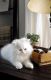 Munchkin Cats for sale in Fort Smith, AR, USA. price: $500