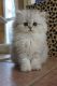 Munchkin Cats for sale in Phoenix, AZ, USA. price: $500