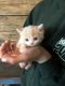Munchkin Cats for sale in Colorado Springs, CO, USA. price: $500