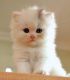 Munchkin Cats for sale in Cleveland, OH, USA. price: $500