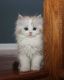 Munchkin Cats for sale in Hartford, CT, USA. price: $500