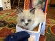 Munchkin Cats for sale in Chicago, IL, USA. price: $500