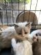 Munchkin Cats for sale in Des Moines, WA, USA. price: $500