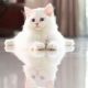 Munchkin Cats for sale in Overland Park, KS, USA. price: NA
